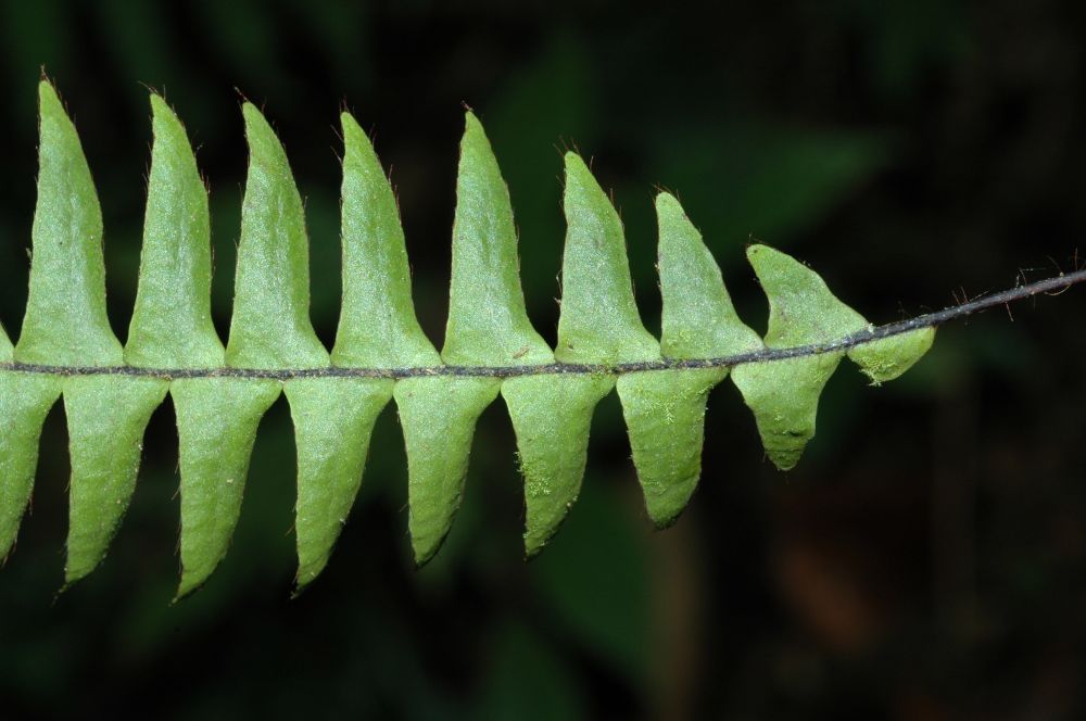 Grammitidaceae Terpsichore asplenifolia