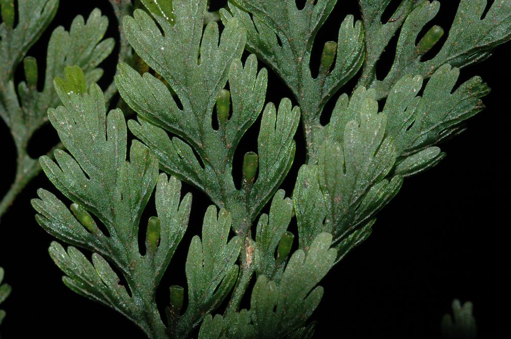 Hymenophyllaceae v radicans