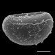 image of Blechnum australe