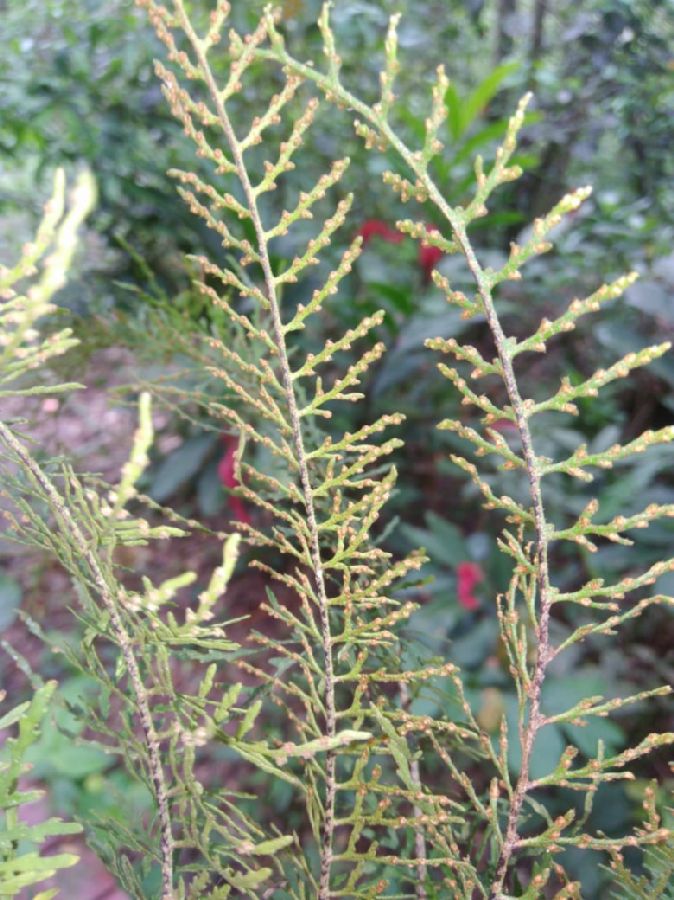 Polypodiaceae Pleopeltis lindeniana