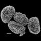 image of Elaphoglossum anoriense