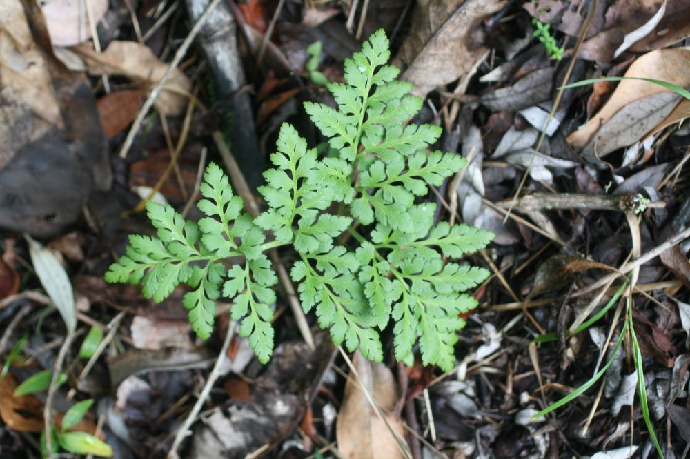 Ophioglossaceae Sceptridium decompositum
