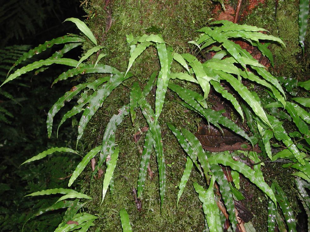 Polypodiaceae Campyloneurum falcoideum