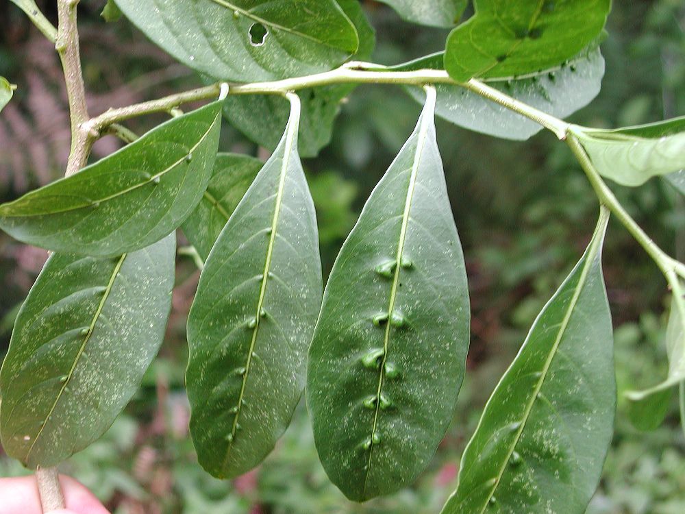 Solanaceae Solanum vacciniifolium