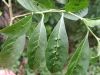 image of Solanum vacciniifolium