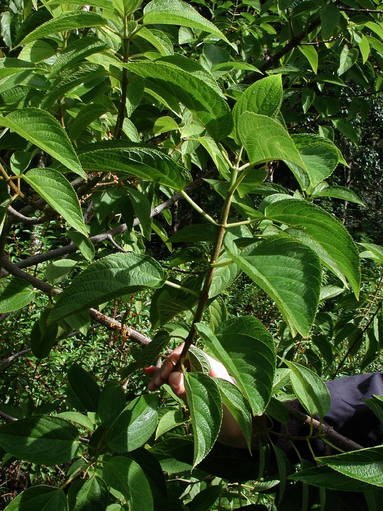 Cannabaceae Lozanella enantiophylla