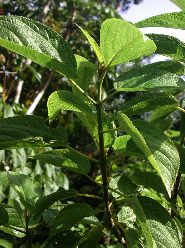 Cannabaceae Lozanella enantiophylla
