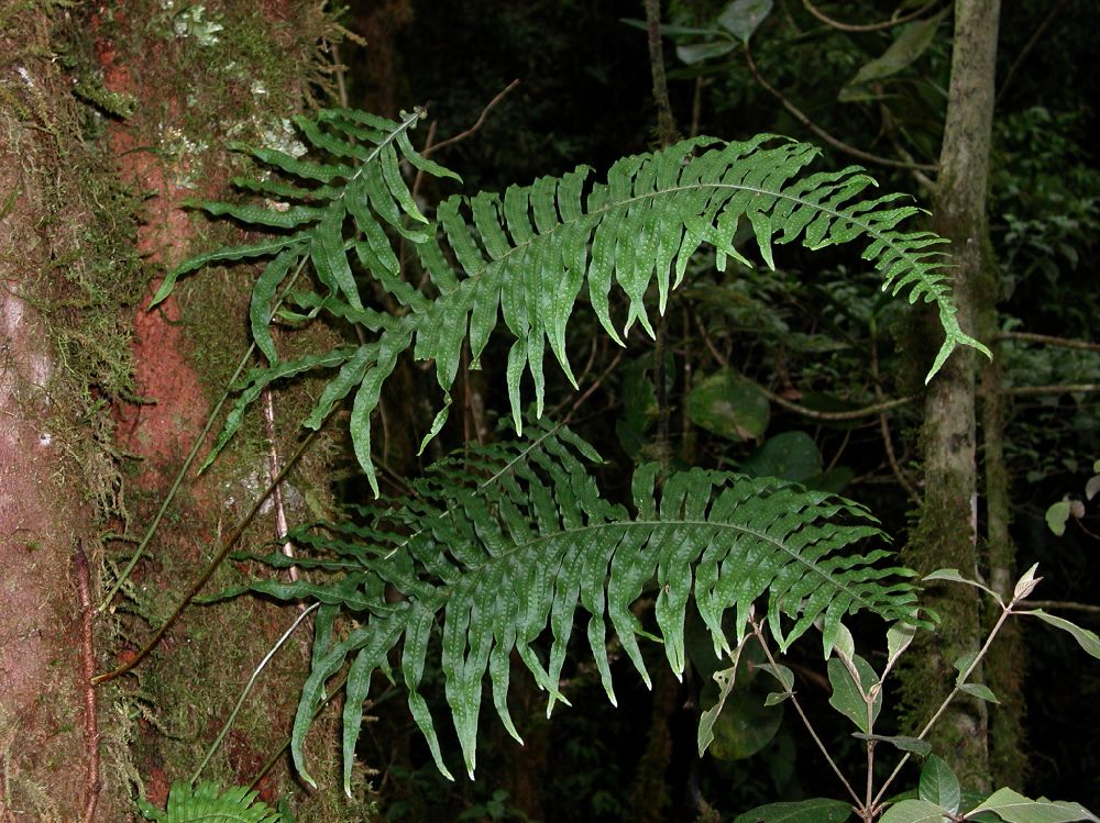 Polypodiaceae Serpocaulon falcaria