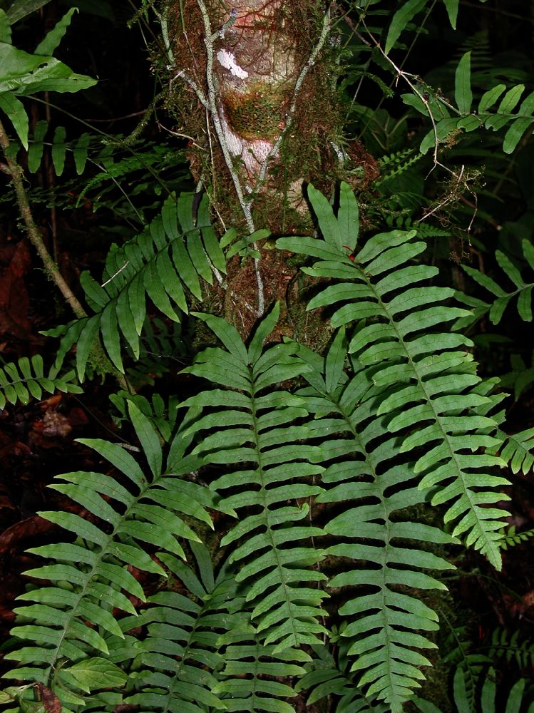 Polypodiaceae Serpocaulon ptilorhizon
