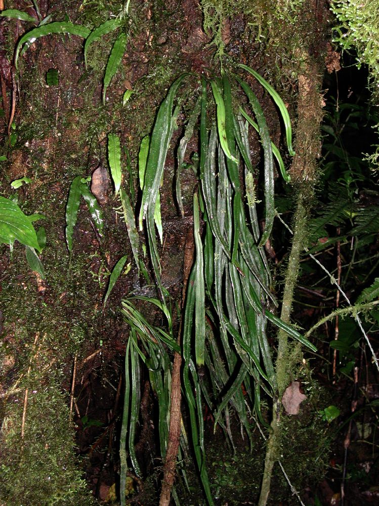 Pteridaceae Polytaenium lineatum