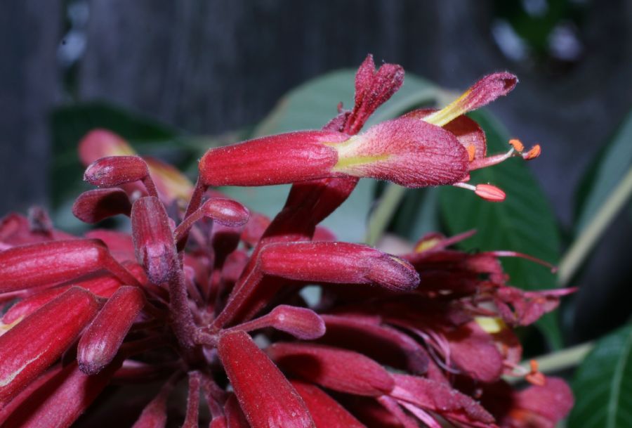 Hippocastanaceae Aesculus pavia
