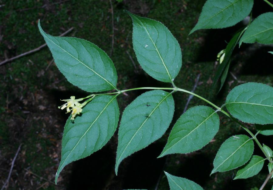 Diervillaceae Diervilla lonicera