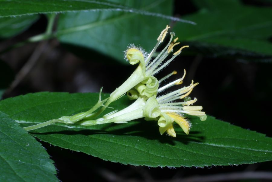Diervillaceae Diervilla lonicera
