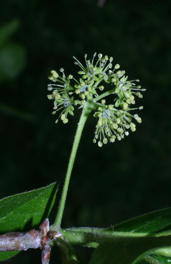 Nyssaceae Nyssa sylvatica