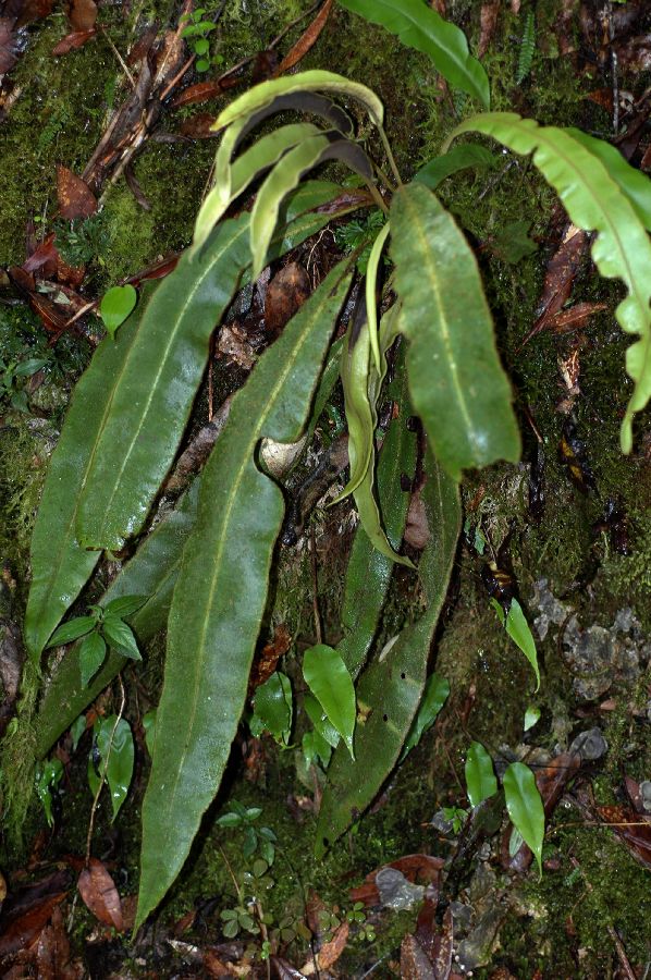 Dryopteridaceae Elaphoglossum auripilum