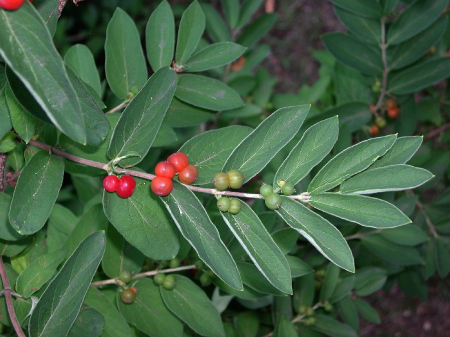 Caprifoliaceae Lonicera oblongifolia