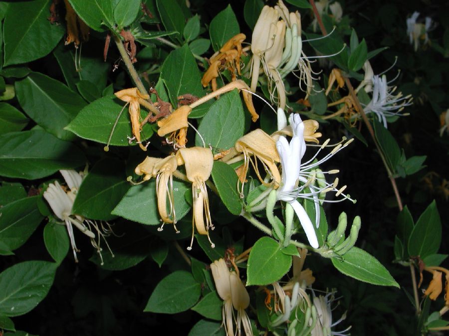 Caprifoliaceae Lonicera oblongifolia