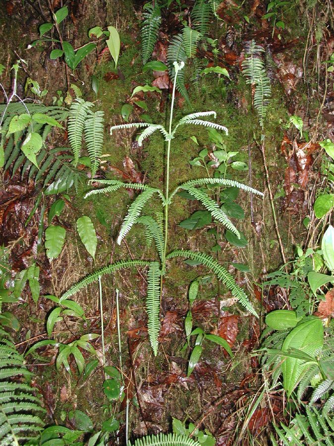 Gleicheniaceae Sticherus intermedius