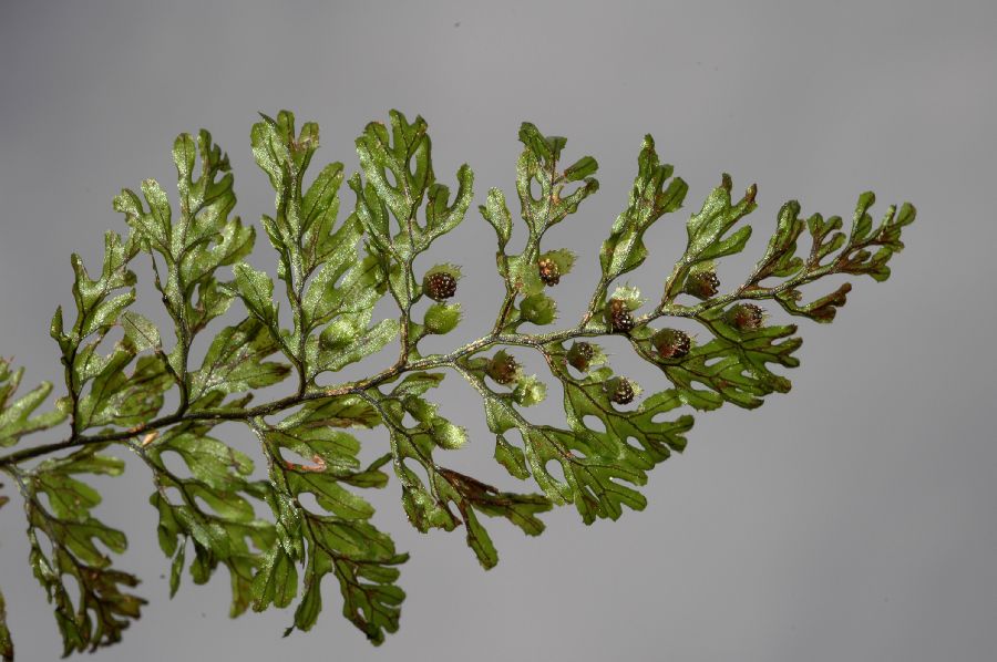 Hymenophyllaceae Hymenophyllum fucoides