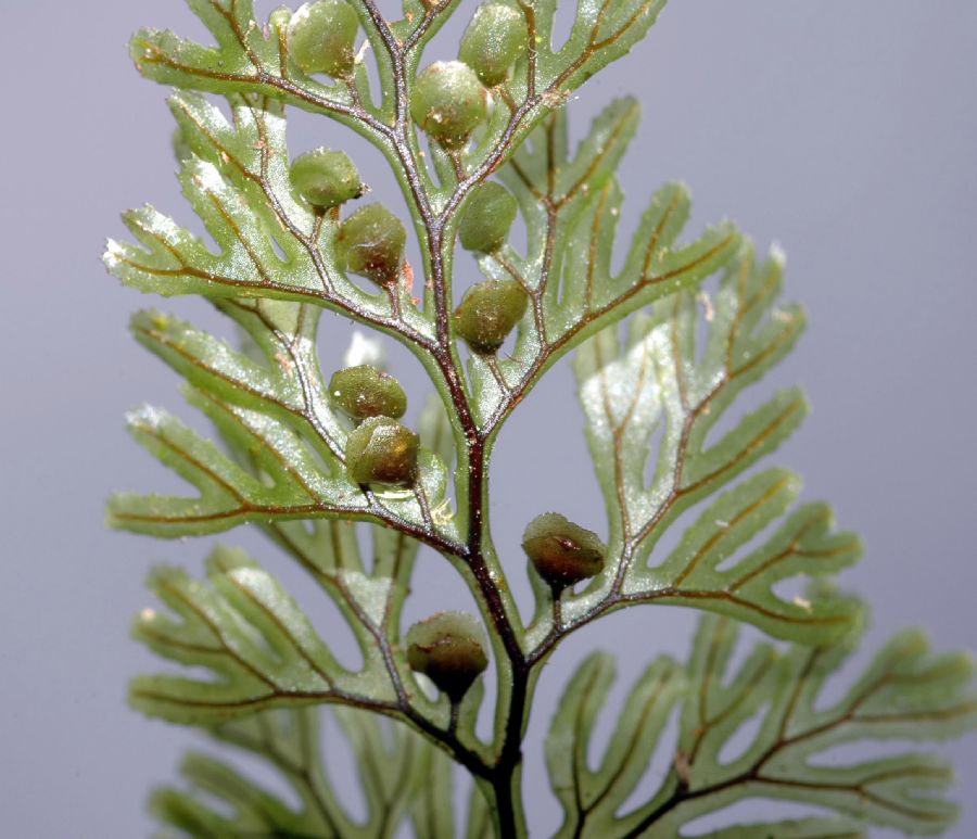 Hymenophyllaceae Hymenophyllum tunbridgense