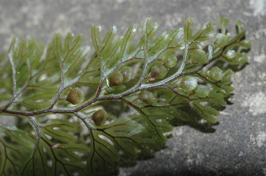 Hymenophyllaceae Hymenophyllum tunbridgense