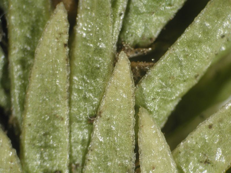 Lycopodiaceae Phlegmariurus talpiphilus