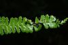image of Asplenium polyphyllum