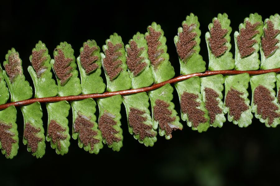 Aspleniaceae Asplenium polyphyllum