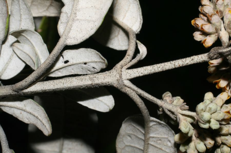 Scrophulariaceae Buddleja nitida