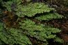 image of Hymenophyllum undulatum