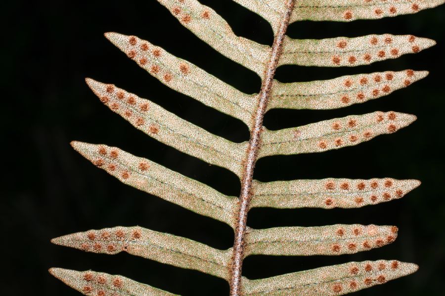 Polypodiaceae Pleopeltis myriolepis