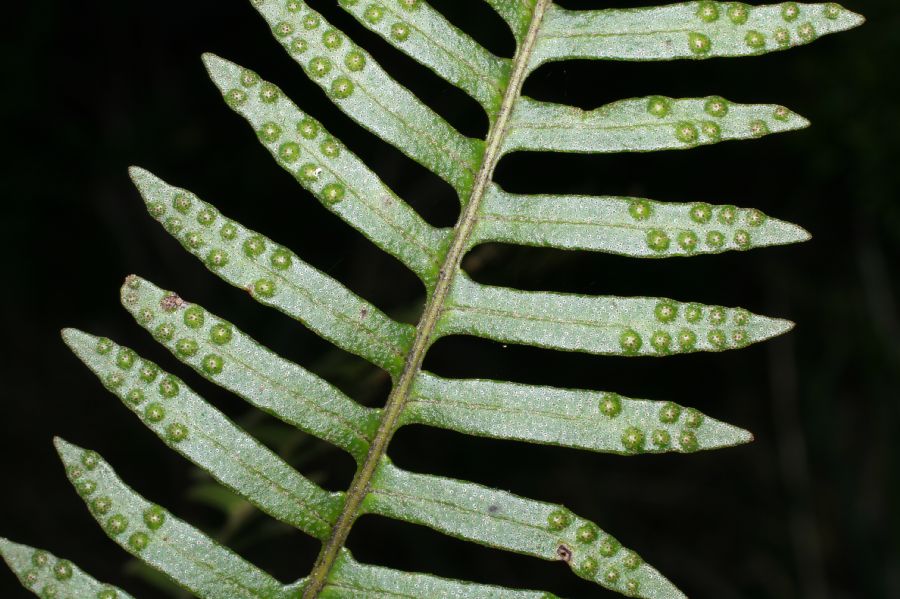 Polypodiaceae Pleopeltis myriolepis