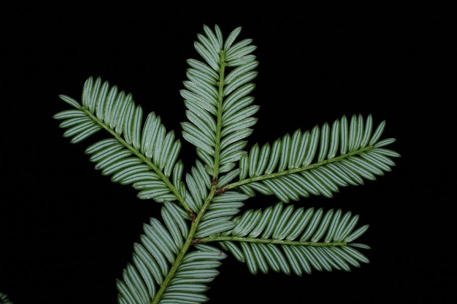 Podocarpaceae Prumnopitys standleyi