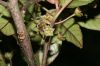 image of Rhamnus oreodendron