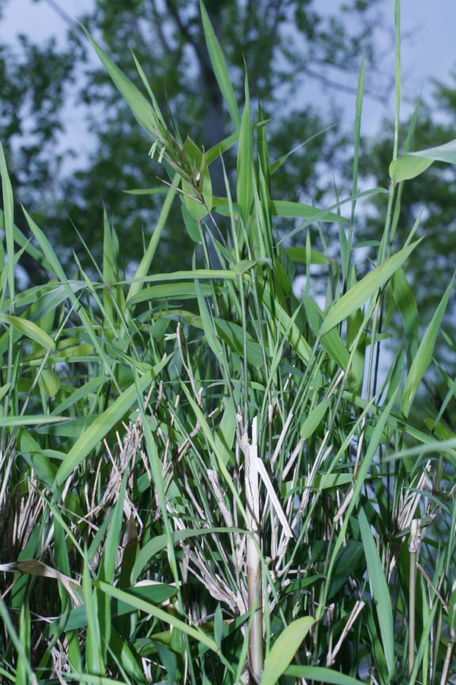 Poaceae Arundinaria gigantea