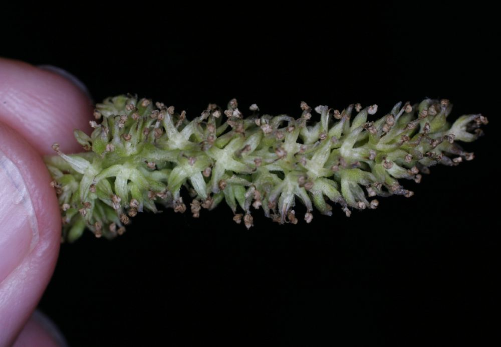 Moraceae Morus alba