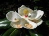 image of Magnolia grandiflora