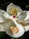 image of Magnolia grandiflora