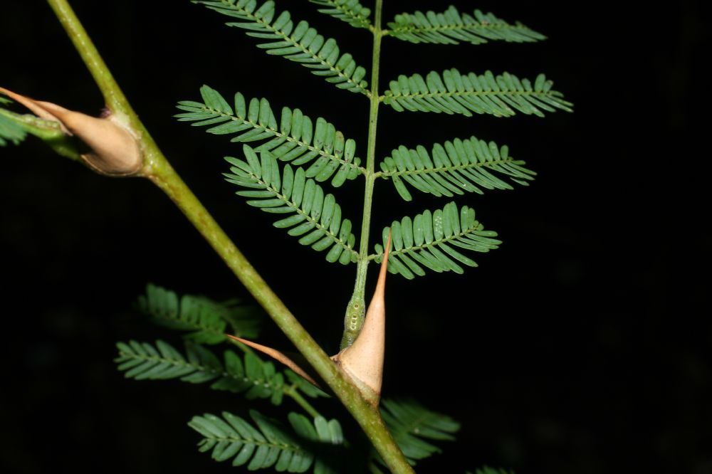 Fabaceae Acacia conigera