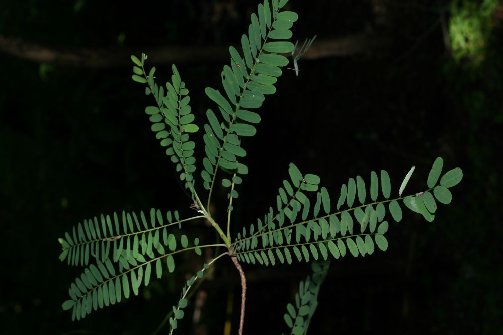 Picramniaceae Alvaradoa amorphoides