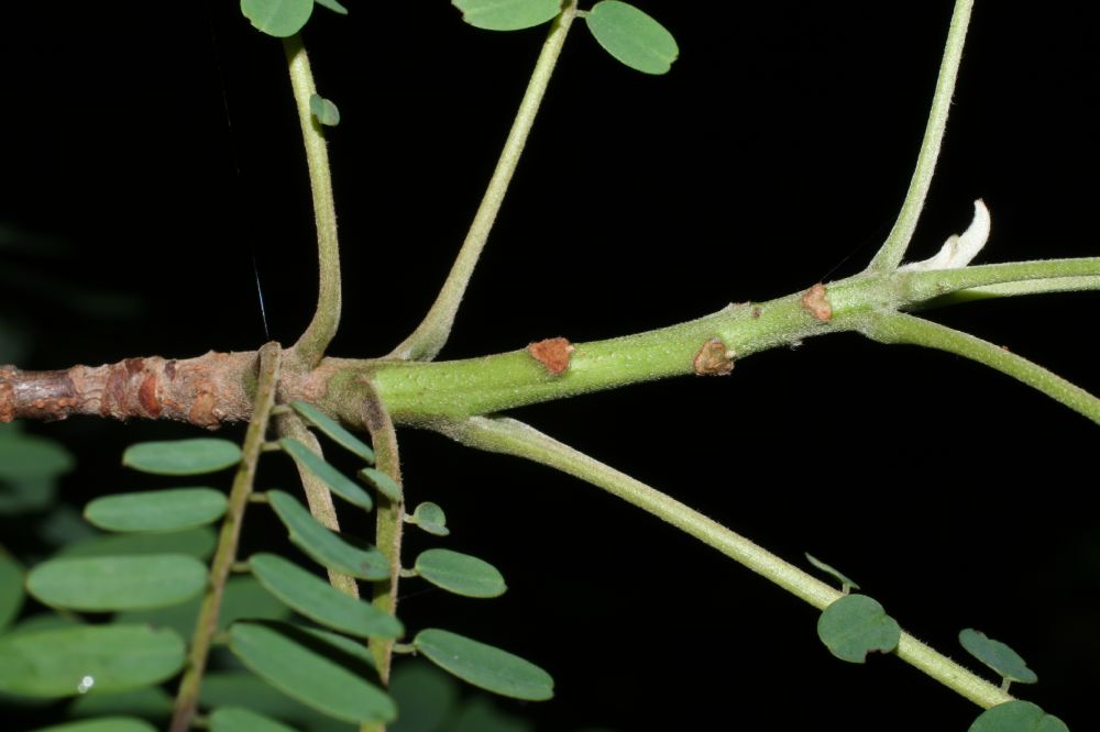 Picramniaceae Alvaradoa amorphoides