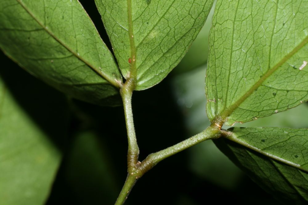 Fabaceae Pithecellobium lanceolatum