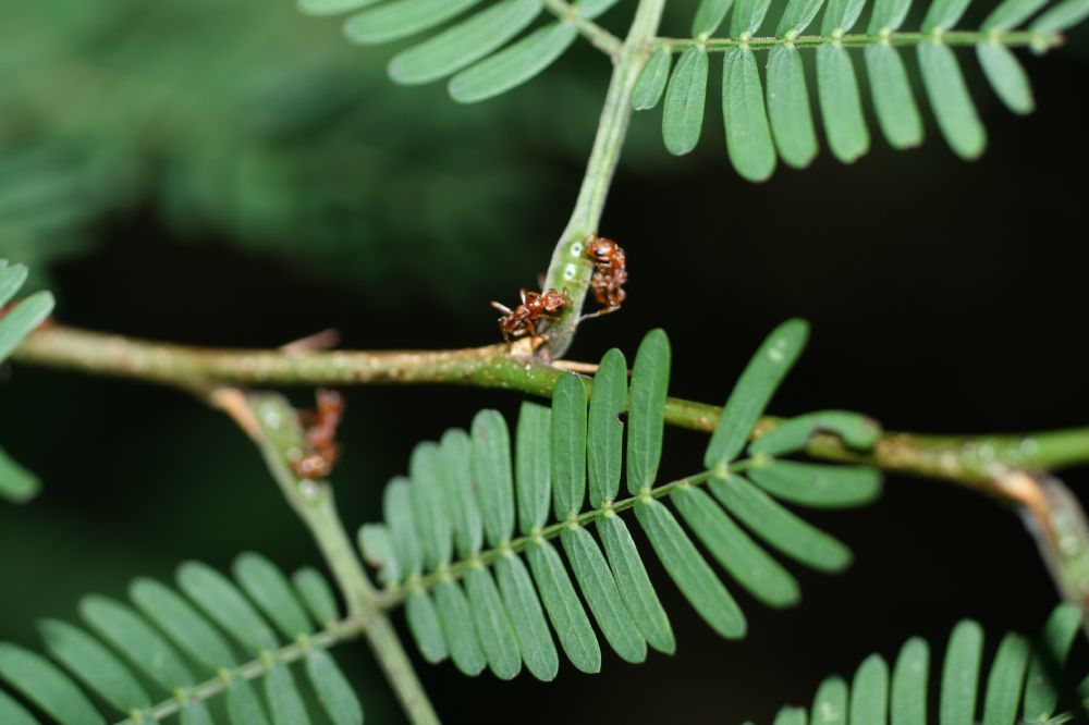 Fabaceae Acacia conigera