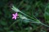 image of Dianthus armeria