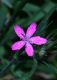 image of Dianthus armeria