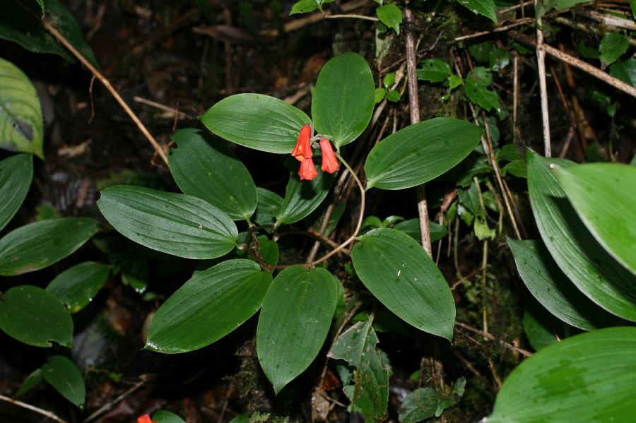 Alstroemeriaceae Bomarea suberecta