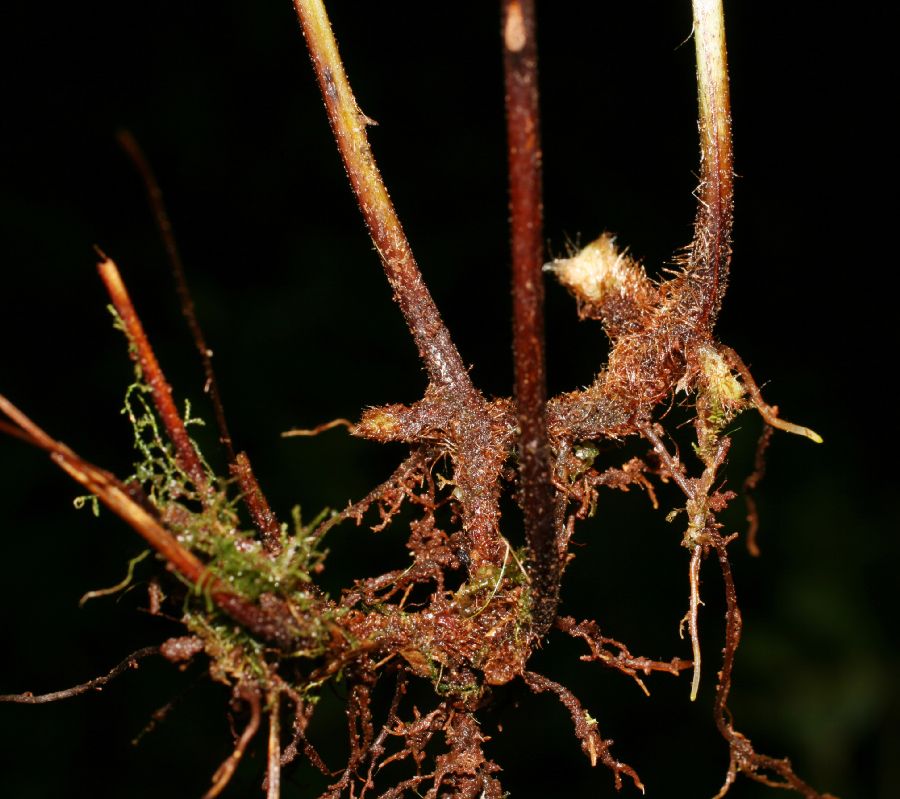Dennstaedtiaceae Hypolepis trichobacilliformis
