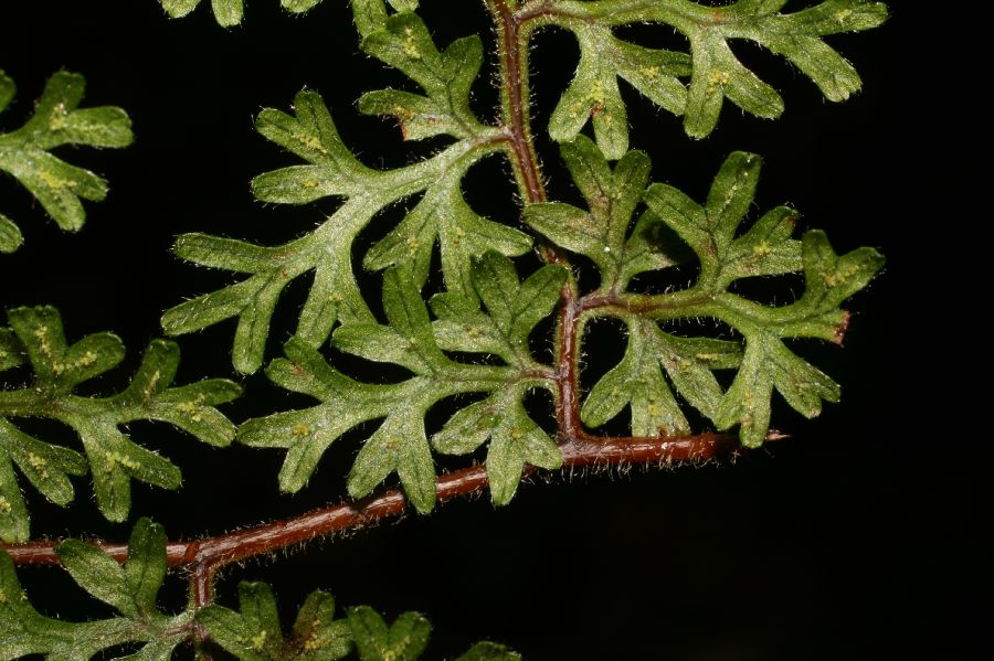 Pteridaceae Jamesonia flexuosa