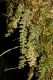image of Hymenophyllum 