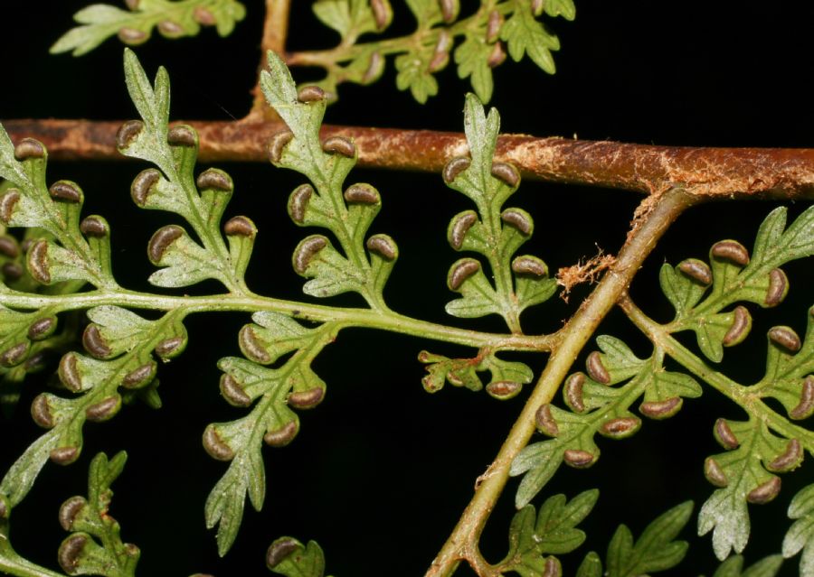 Culcitaceae Culcita coniifolia